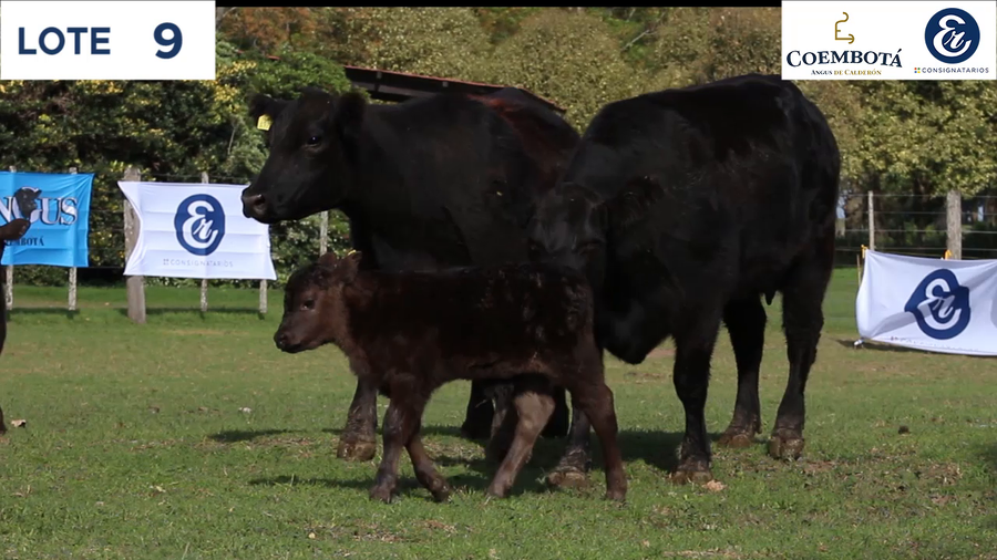 Lote CABAÑA COEMBOTÁ: 5 vaquillas MAS c/cria