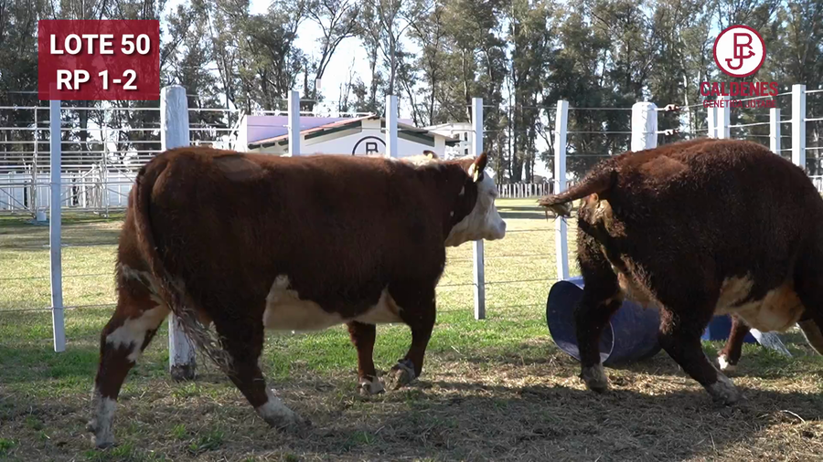 Lote VAQUILLONAS PR PREÑADA PARICIÓN PRIMAVERA SELECCIONADAS