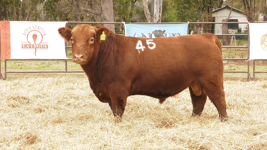 Lote TOROS ANGUS COLORADOS  PC