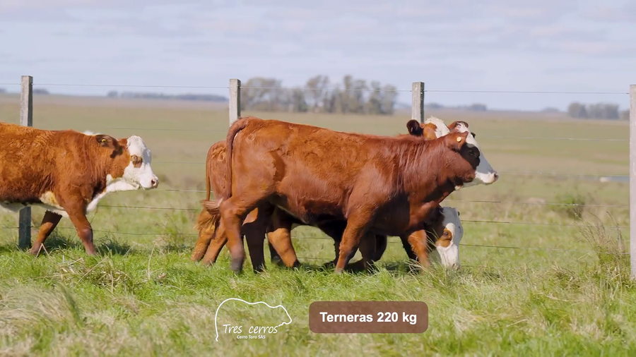 Lote 5 Terneras
