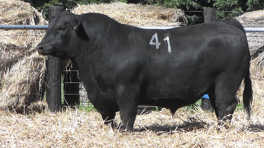 Lote TOROS ANGUS PURO CONTROLADO