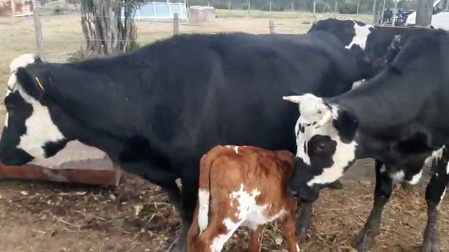 Lote 3 Vacas de Invernada HOLANDO CON NORMANDO a remate en PANTALLA CAMY 550kg - , San José