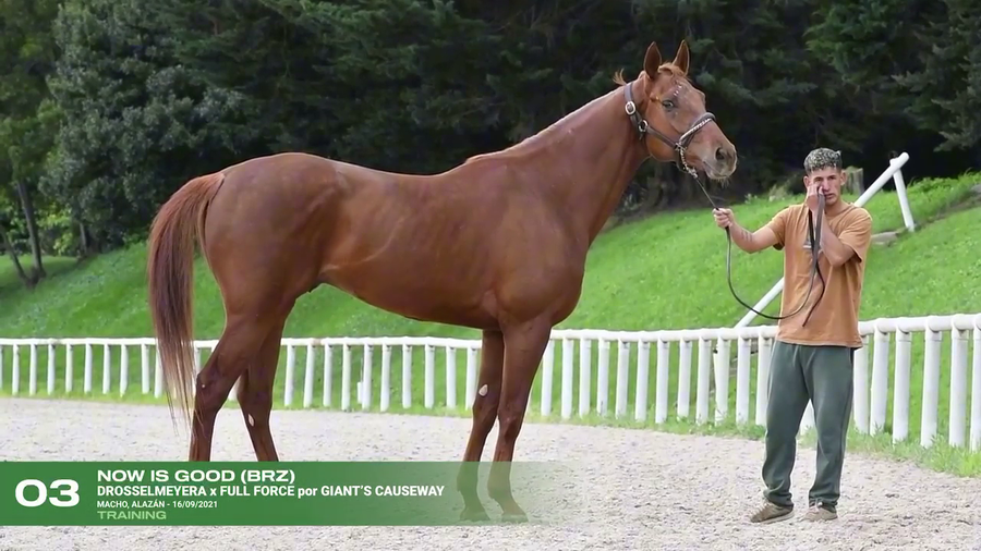 Lote NOW IS GOOD (BRZ)