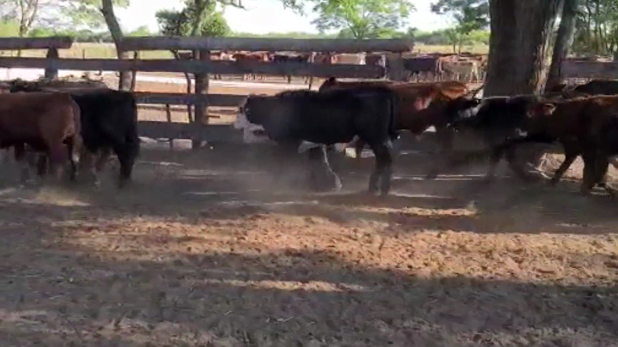 Lote 132 Terneros en Misión San Fco., Formosa