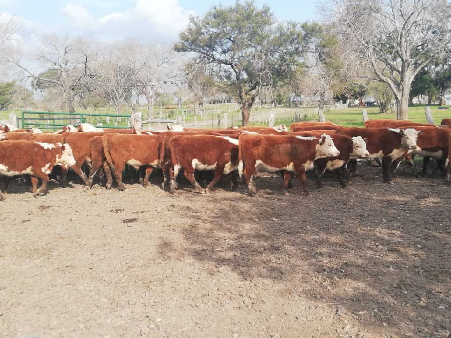 Lote 76 Terneros/as en Entre Ríos, Federal