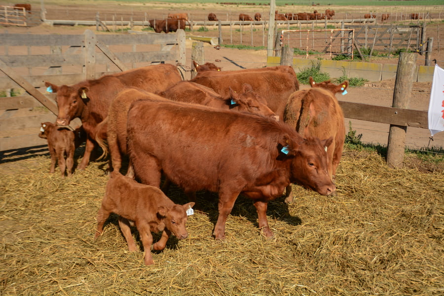 Lote VAQUILLONAS PREÑADAS