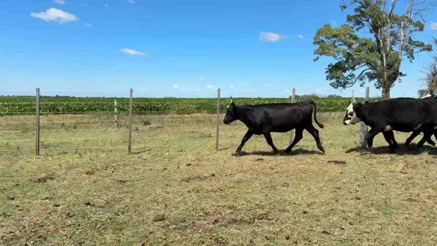 Lote VAQUILLONA ENTORADA