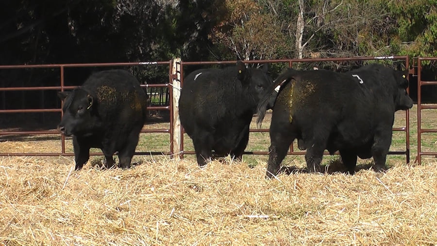 Lote TOROS PUROS DE PEDIGREE