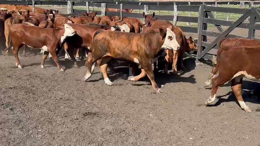 Lote 50 Terneros/as en Durazno, Entre Ríos