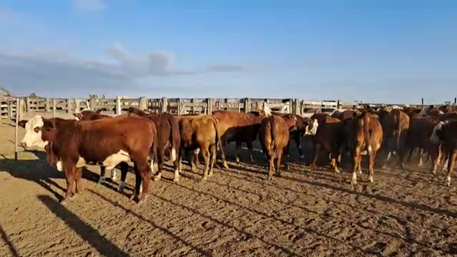 Lote 32 Vaquillonas preñadas en Sta. Clara de Saguier, Santa Fe