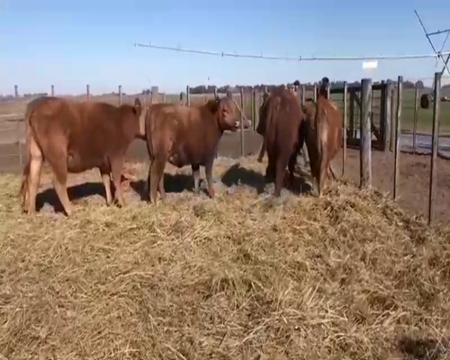 Lote 4 Vaquillonas en Coronel Suarez, Buenos Aires