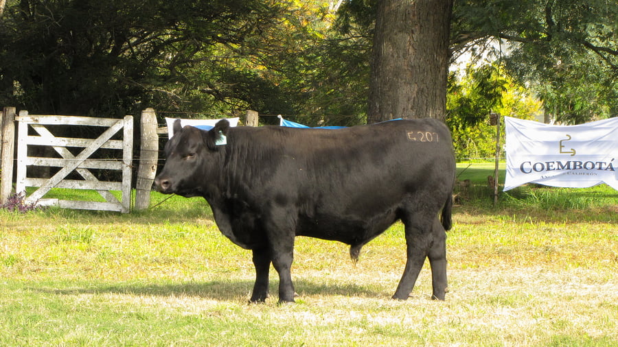 Lote CABAÑA COEMBOTÁ: RP 207