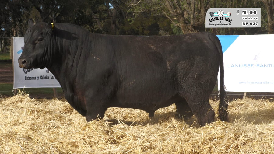 Lote TOROS PUROS CONTROLADOS