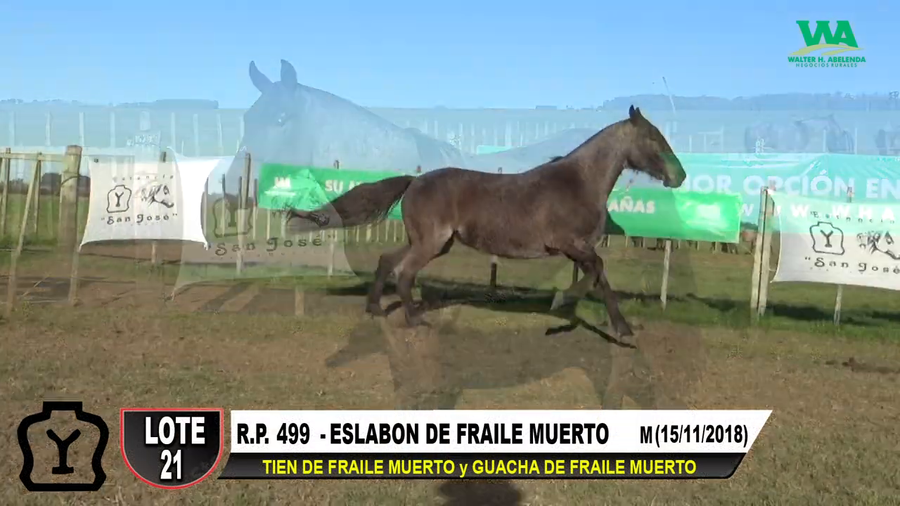 Lote ESLABON DE FRAILE MUERTO