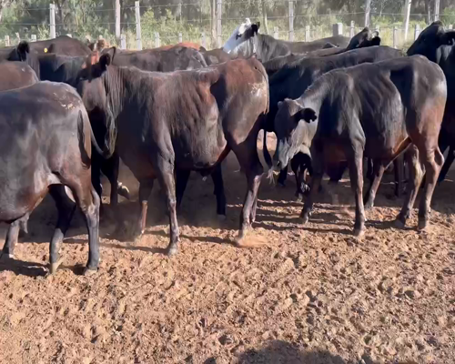Lote 60 Novillitos en Juan José Castelli, Chaco