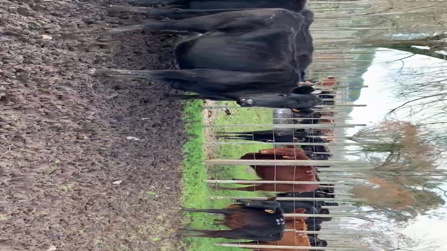 Lote 8 Piezas de cría en Melo, Cerro Largo