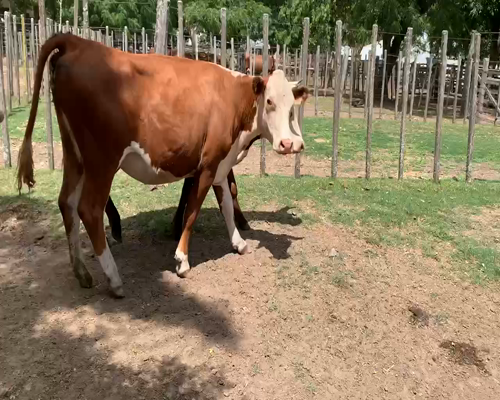 Lote 3 Vacas de Invernada en Melo, Cerro Largo