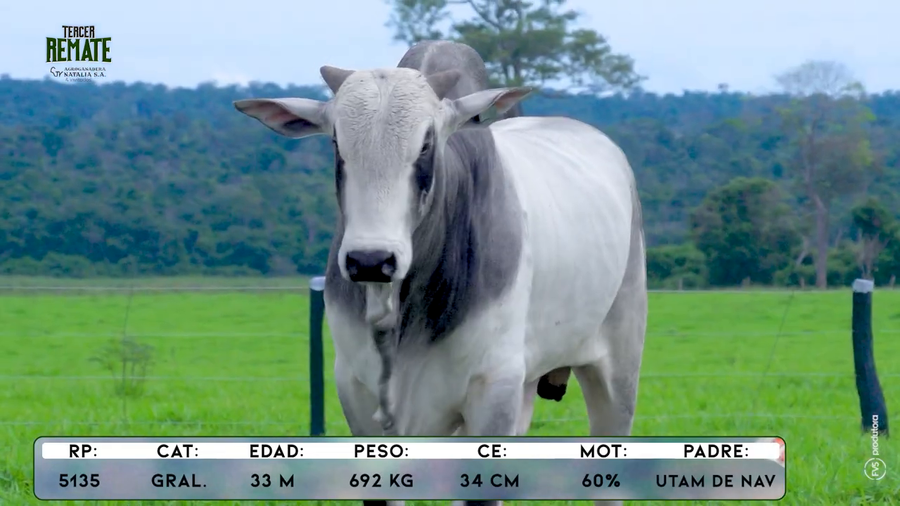 Lote Toros a remate en Tercer Remate Agroganadera Natalia, Concepción