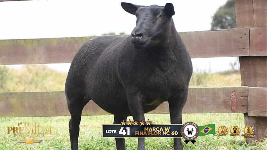 Lote Borregas a remate en 1º Texel Premium Internacional, Brasil