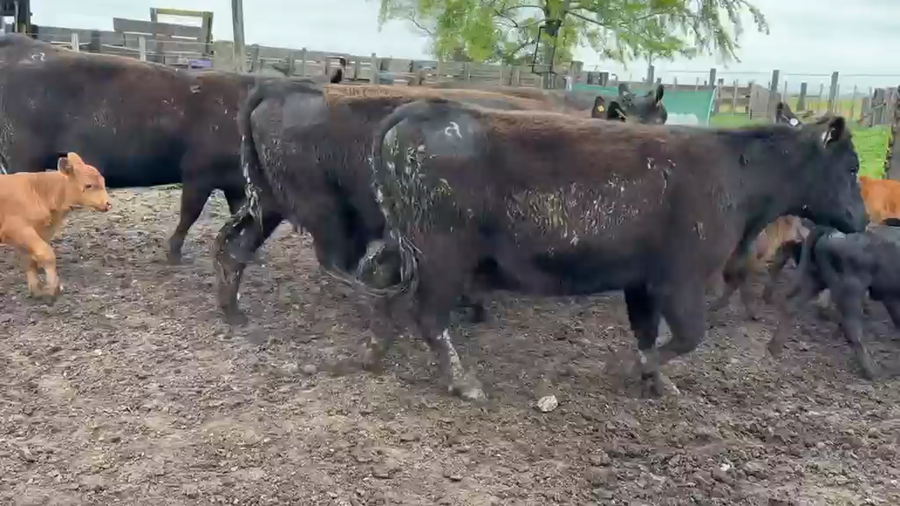 Lote 26 Vaquillonas con cría en Mechongué