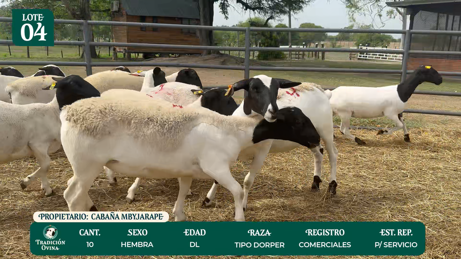 Lote LOTE 4 - POR PANTALLA