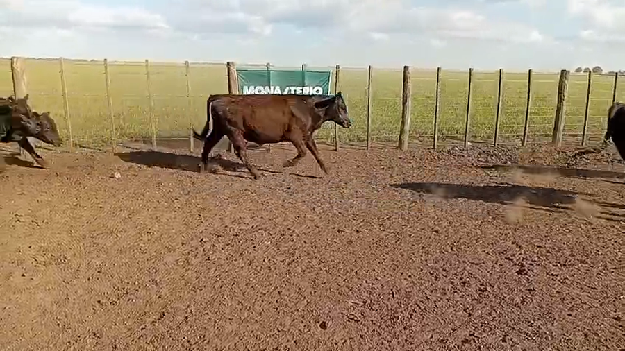 Lote 55 Novillitos en Benito Juárez