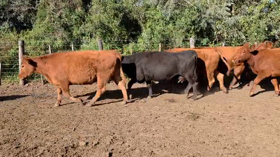 Lote 60 Vacas p/ invernar Villaguay