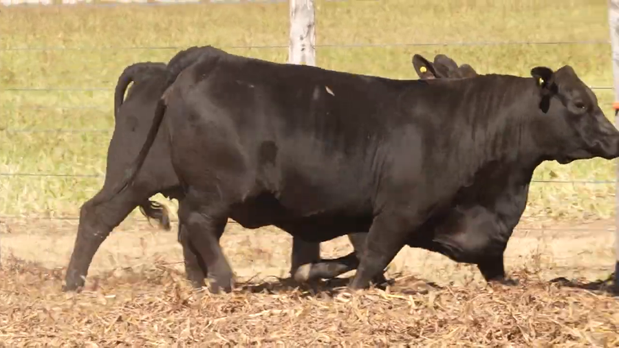 Lote Vaquillonas Preñadas y con Servicio CABAÑA EL PORVENIR