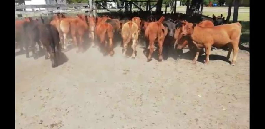 Lote 50 Terneros en Entre Ríos, Villaguay