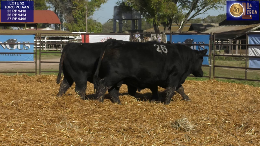 Lote TOROS ANGUS NEGROS PC
