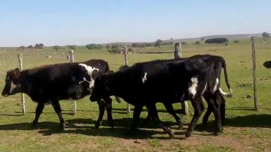 Lote 4 Vaquillonas 1 a 2 años KIWI a remate en PANTALLA CAMY 400kg - , San José