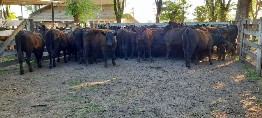 Lote 52 Vaquillonas en Gral. Lamadrid, Buenos Aires