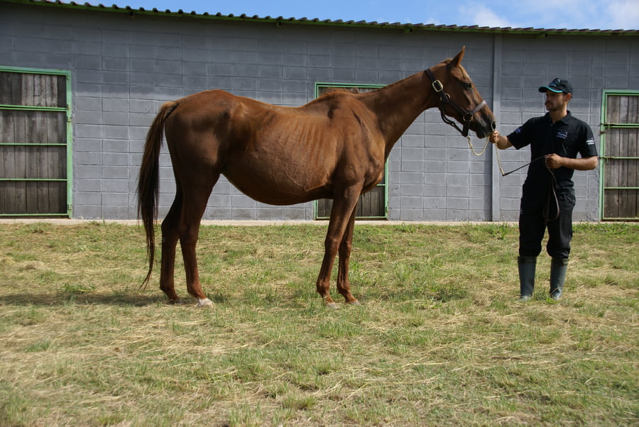 Lote VELOCITY STAR (Arg)