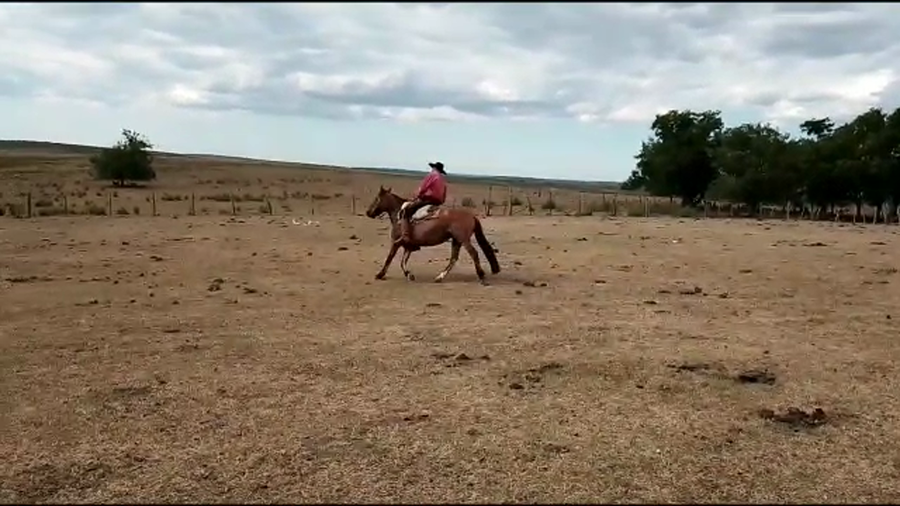 Lote Averias Disparada