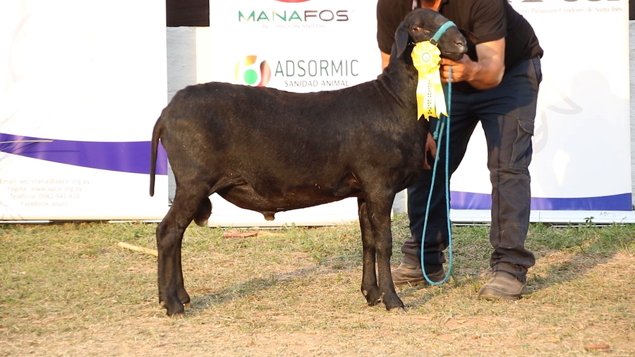 Lote Lote 7 - Ovinos