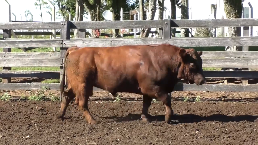 Lote Toro 3 Años