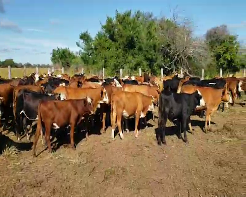 Lote 105 Vaquillonas en Empedrado, Corrientes