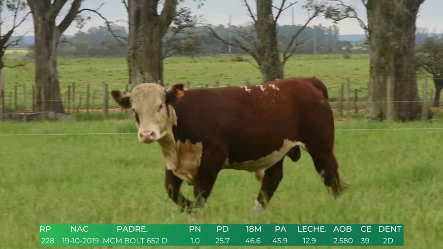 Lote Toros POLLED HEREFORD a remate en 4º  Remate  Anual Cabaña El Treból en Liga de Trabajo de Guichón