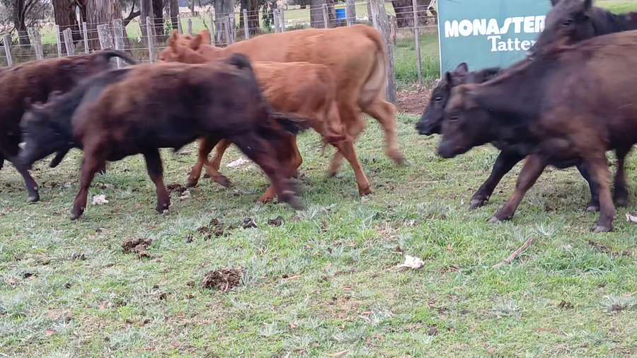 Lote 35 Novillitos y vaquillonas en Daireaux