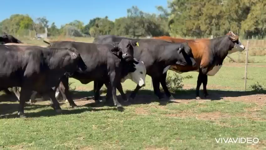 Lote 29 Vaquillonas preñadas