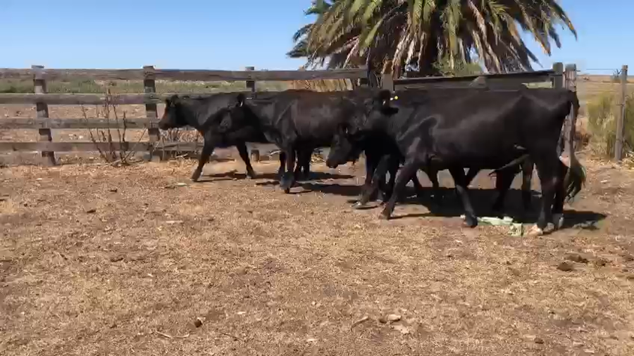 Lote 5 Vaquillonas  Preñadas a remate en Pantalla Camy - Liquidación de Estancia en Cerro San Jose