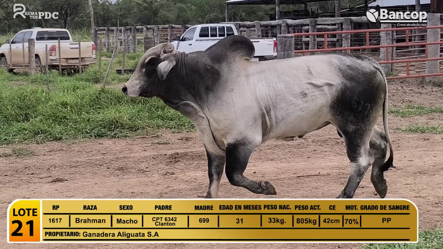 Lote Toros Brahman a remate en Viernes 30 de mayo- Remates PDC, Presidente Hayes