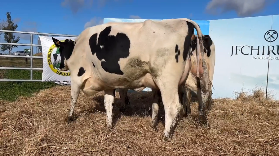 Lote VACAS PARIDAS CABAÑA MANGADO