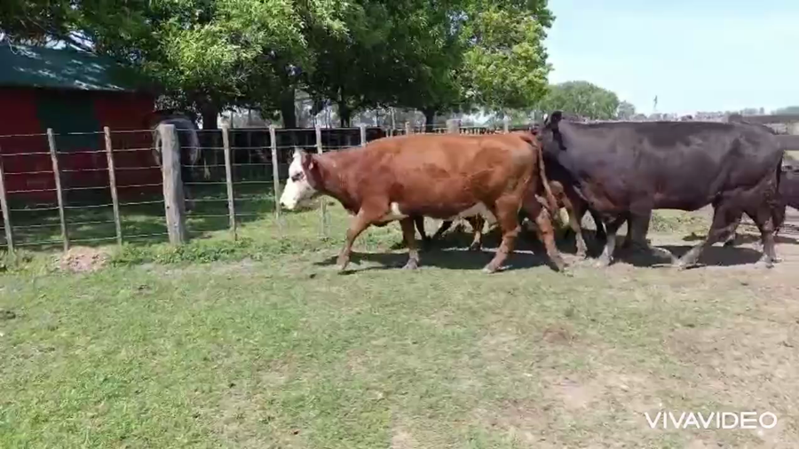 Lote 10 Vacas nuevas C/ cria