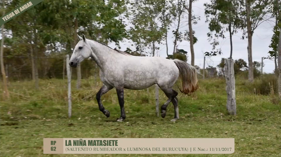 Lote LA NIÑA MATASIETE