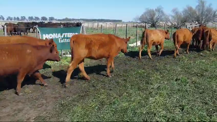 Lote 60 Vaquillonas en Arboledas