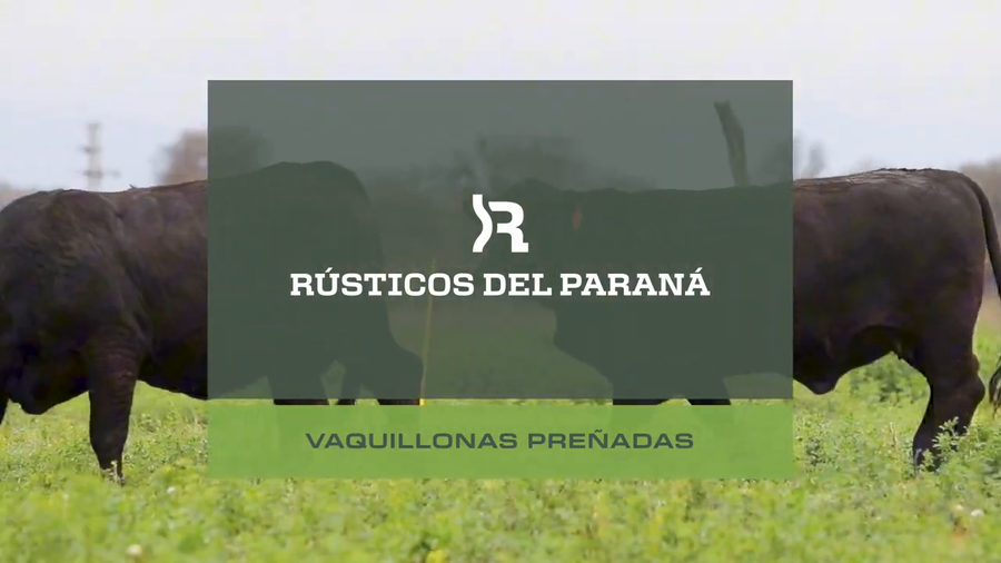 Lote VAQUILLONAS PREÑADAS