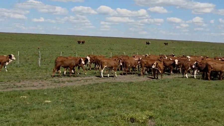 Lote 110 Terneras