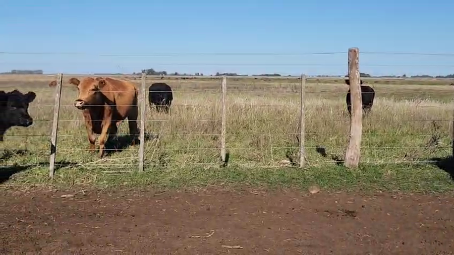 Lote 60 Terneras en 25 de Mayo