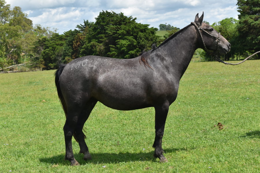 Lote RP 150 - PANDILLERA TURENA